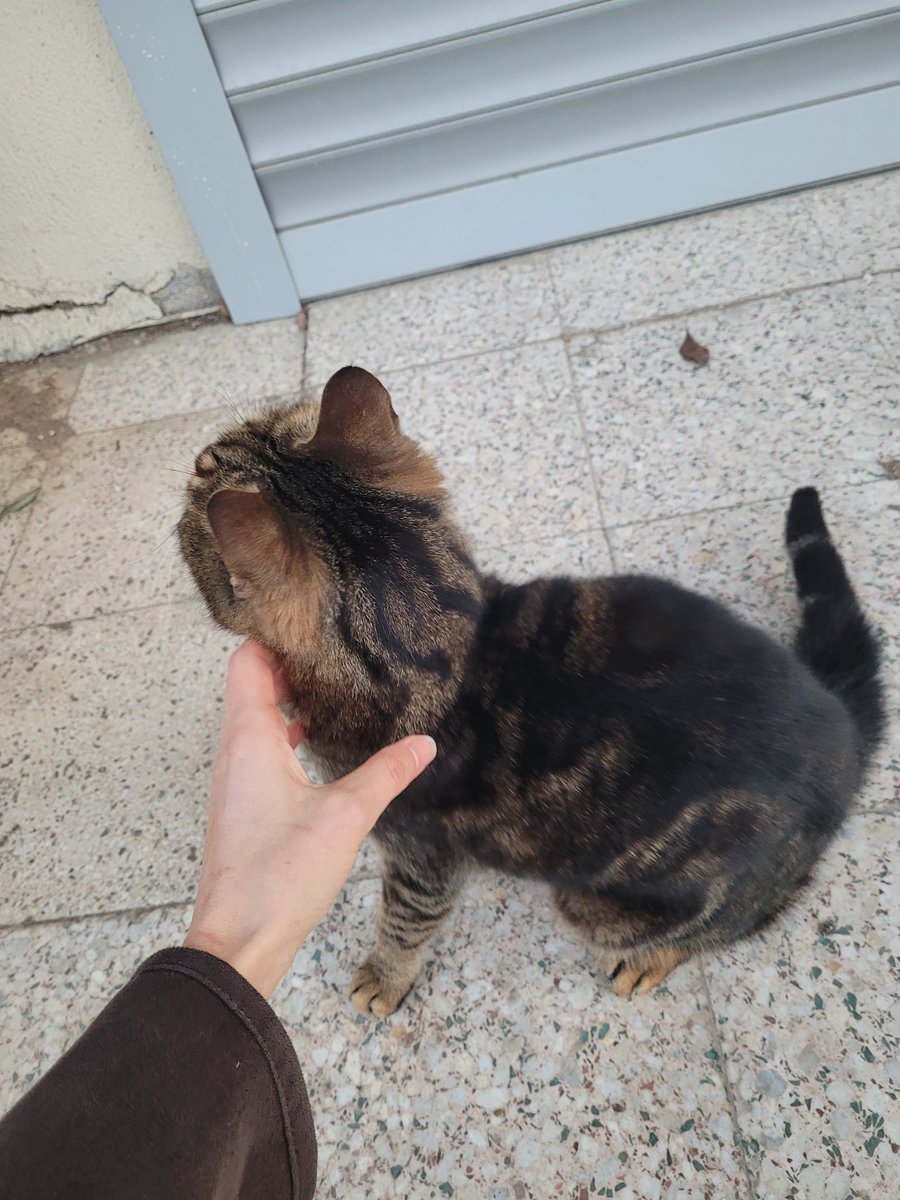 ONUN HİKAYESİNİ LÜTFEN OKUYUN...
SADECE BİR YUVA İSTİYOR, BAŞKA BİR ŞEY DEĞİL...🥺

İletişim Instagram DM: @marlasuxx
Yer: Ankara / Çankaya (Yıldızevler) 
Sayın Güldü'nün ilanıdır: "Mırıl mırıl bir kız yuva arıyor. Birkaç haftadır yol güzergahımda görmeye başladım bu kızı, mama