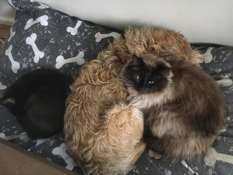 Flying Pig 🚁 tweet media