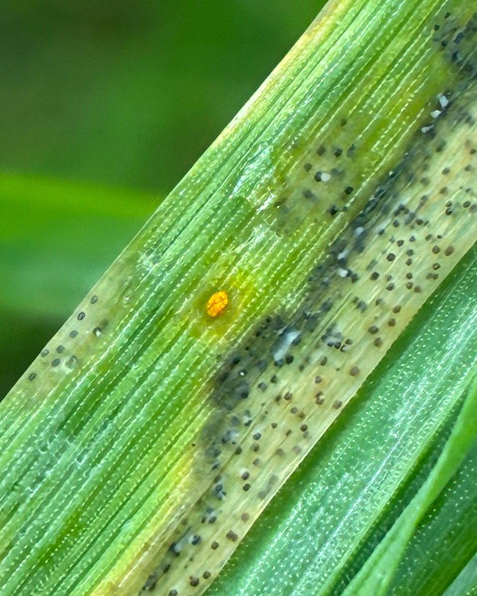 BASFcropUK's tweet photo. This week our agronomists have been out in the fields of Norflolk.

With milder conditions lingering in many areas across England, disease is starting to become easier to spot, with brown rust and septoria particularly visible in more forward crops.🌱

#BJOE #AgronomyUpdate https://t.co/bmp0lYGPgV