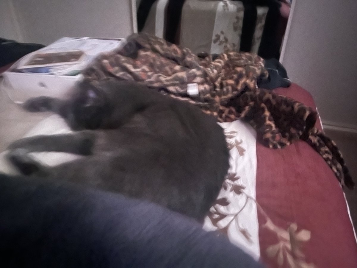 stuffymint's tweet image. Why won’t they get along?