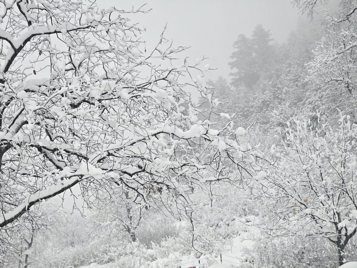 zahid1maqbool's tweet image. Footsteps fade. Silence stays. Winter speaks.

#WinterKashmir #Snowfall #KashmirLife #WinterLandscape #MountainLife 
#ClimateStory #NaturePhotography #LifeInWinter