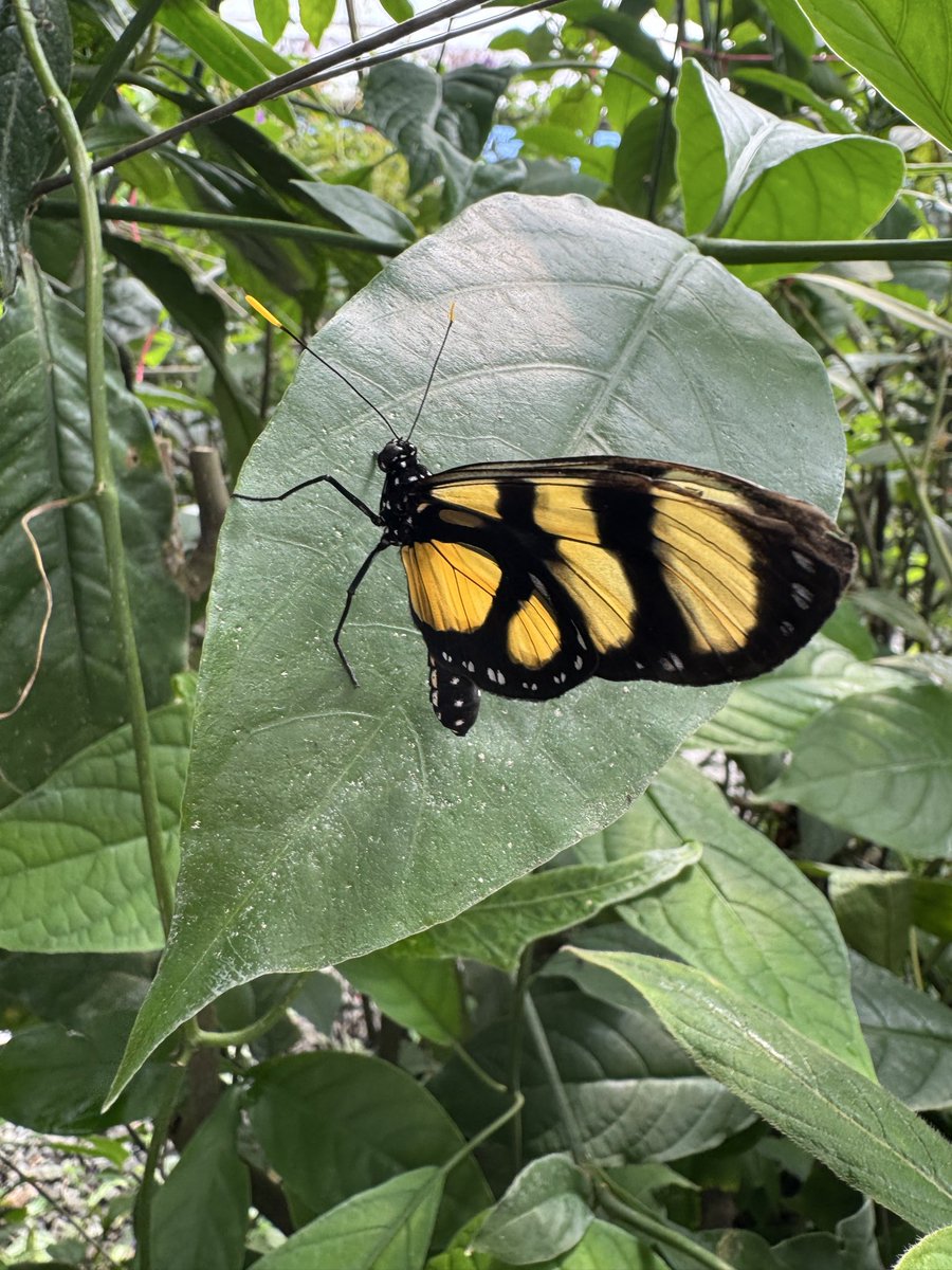 Mariposas.😍❤️
