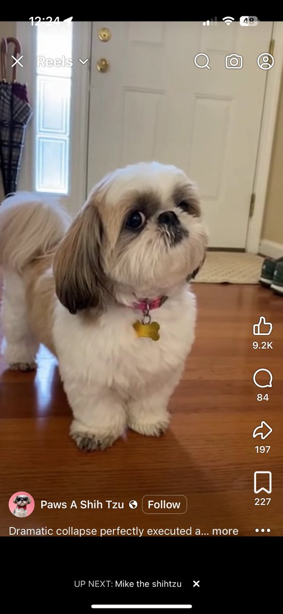 MarkStitz's tweet image. My Reels algorithm has been fully taken over by Shih Tzu videos. I’m not complaining, but I keep having to convince myself not to get a new dog. 💔