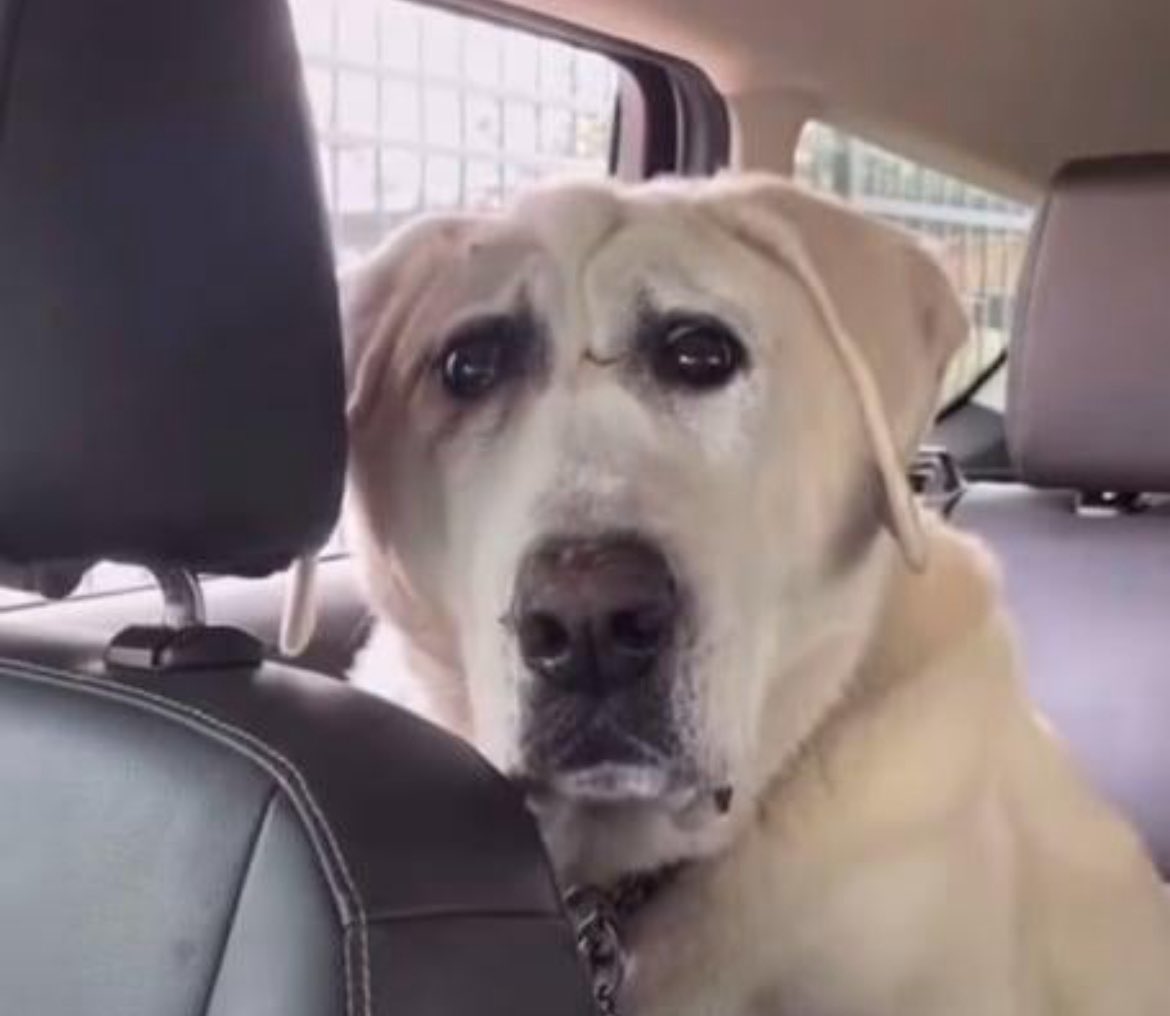 ImperiumFirst's tweet image. The goy beam is… real?