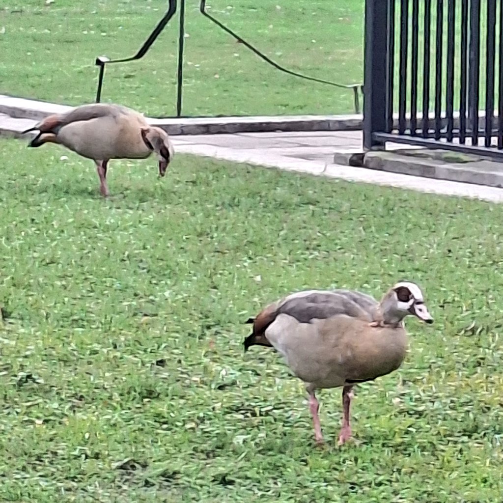 Don't tell the Reform Party: exotic visitors (Egyptian geese) in Westminster, without any paperwork