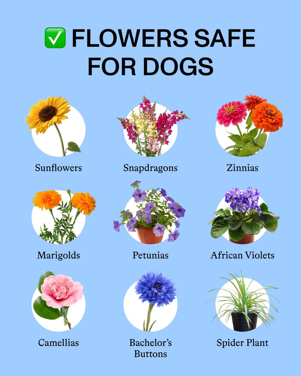 Not all flowers are dog-safe! Some can be toxic if chewed or ingested. Knowing which blooms are safe vs. dangerous can help keep your pup protected. Save this before your next bouquet 💐🐶