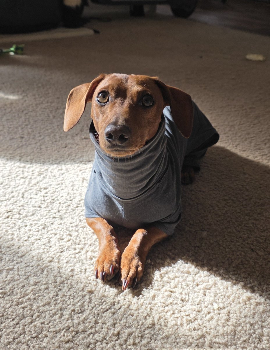 douggo needs a dougstep tweet media