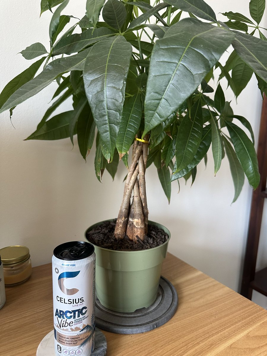 Charlie Manuels Grandson tweet media