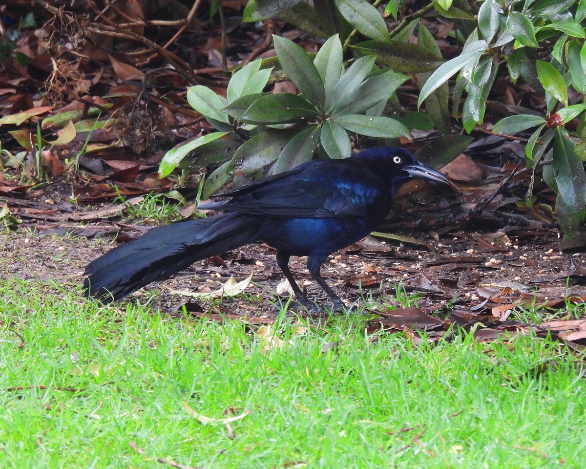 Dave Boult tweet media