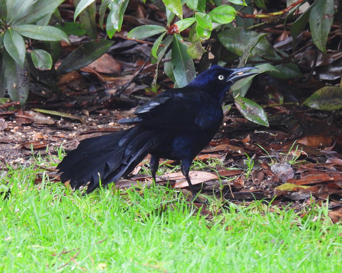 Dave Boult tweet media