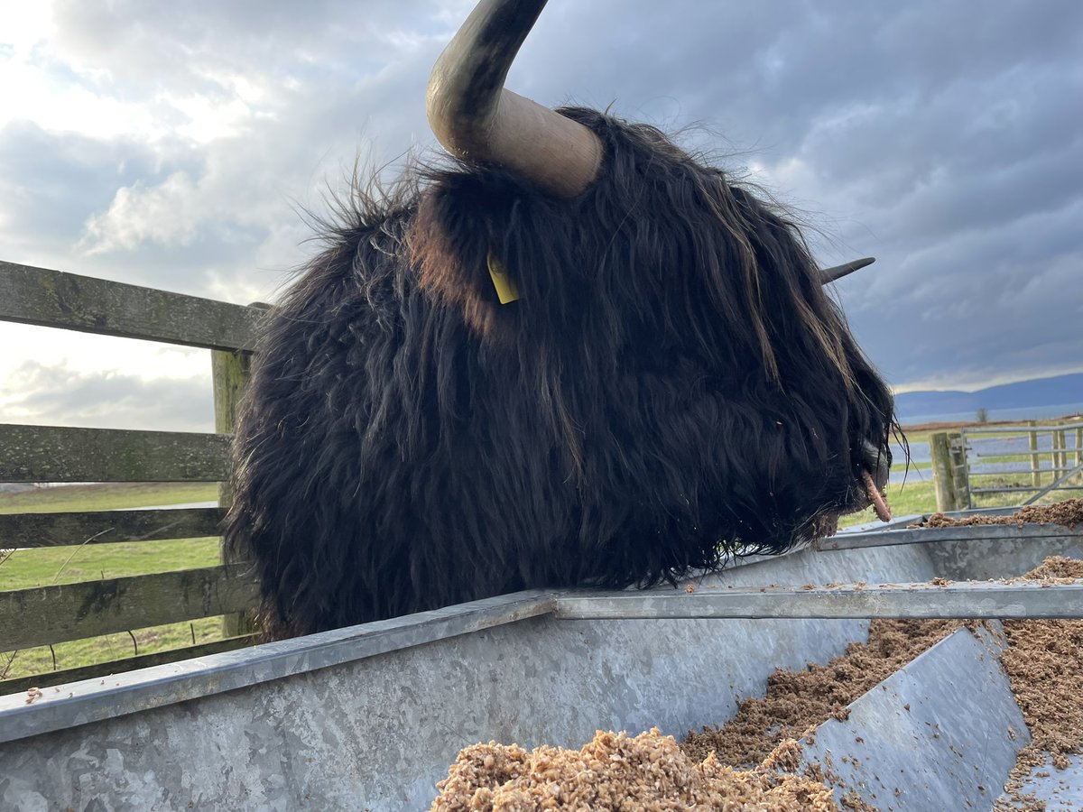 🏴󠁧󠁢󠁳󠁣󠁴󠁿 andrew prentice tweet media