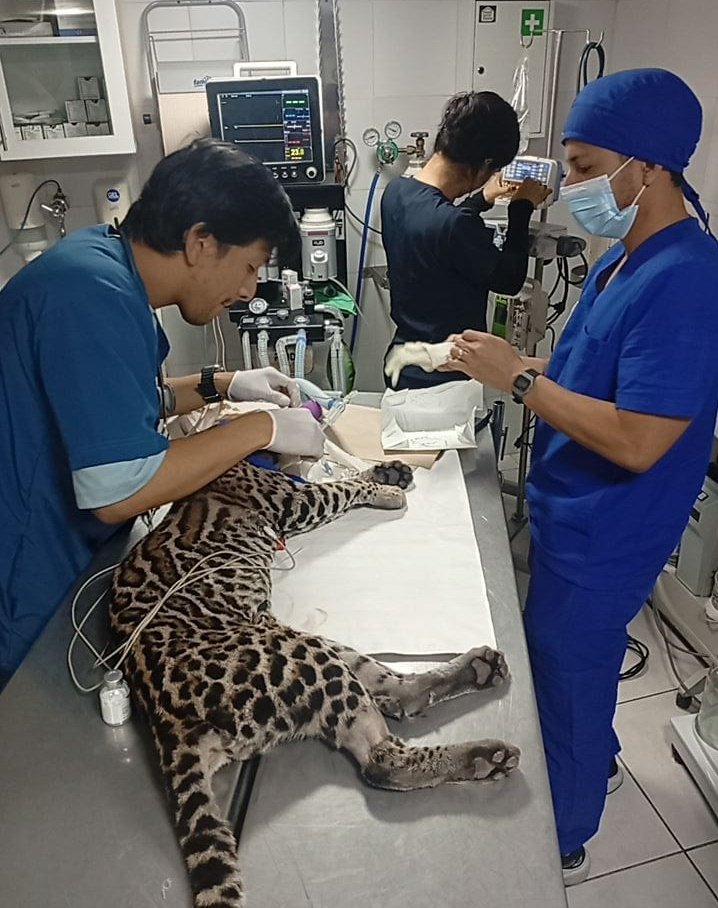 MAE_Zonal5's tweet photo. #NuestrosTécnicos de la Unidad de Bosques y Vida Silvestre con apoyo de #Petpoint, realizaron RX y exámenes complementarios a un tigrillo (Leopardus pardalis), víctima del tráfico ilegal🐆. Sumemos esfuerzos y protejamos a la fauna silvestre.
#NoALaTenenciaIlegalDeFaunaSilvestre. https://t.co/oWtUTzssre