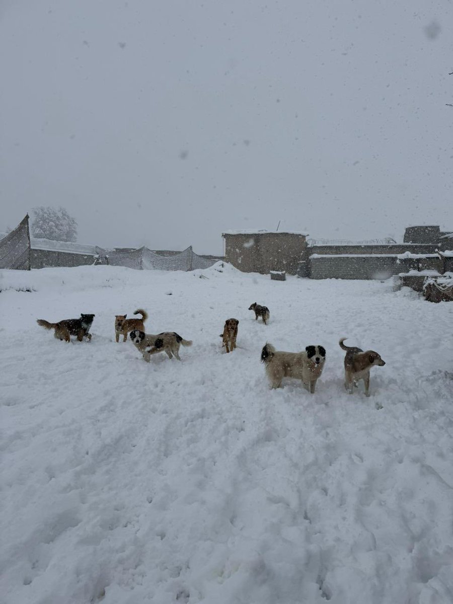 Snow squad