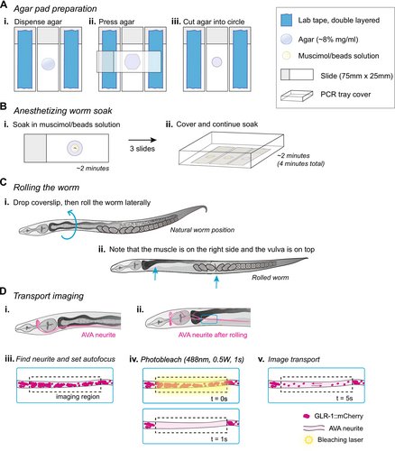 CytoskelJournal's tweet photo. If you're interested in in vivo transport, check out this #openaccesss Techniques and Procedures paper in #CYTOSKELETON: In Vivo Cytoskeletal AMPA Receptor Transport Imaging in C. elegans. https://t.co/avaH351i8C https://t.co/dD2vb8IL1L