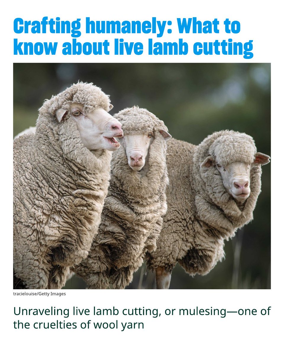 Live lamb cutting, also known as mulesing, is a crude surgical procedure performed on more than 10 million Australian lambs every year. 

What to know before you craft: humaneworld.org/en/all-animals…