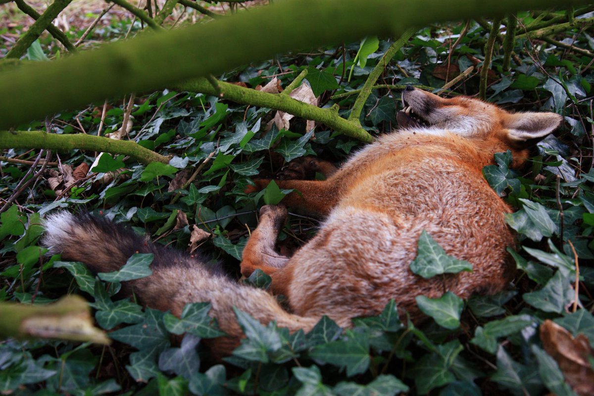 [🔗](api.tinyfox.dev/hourly/HourlyF…)