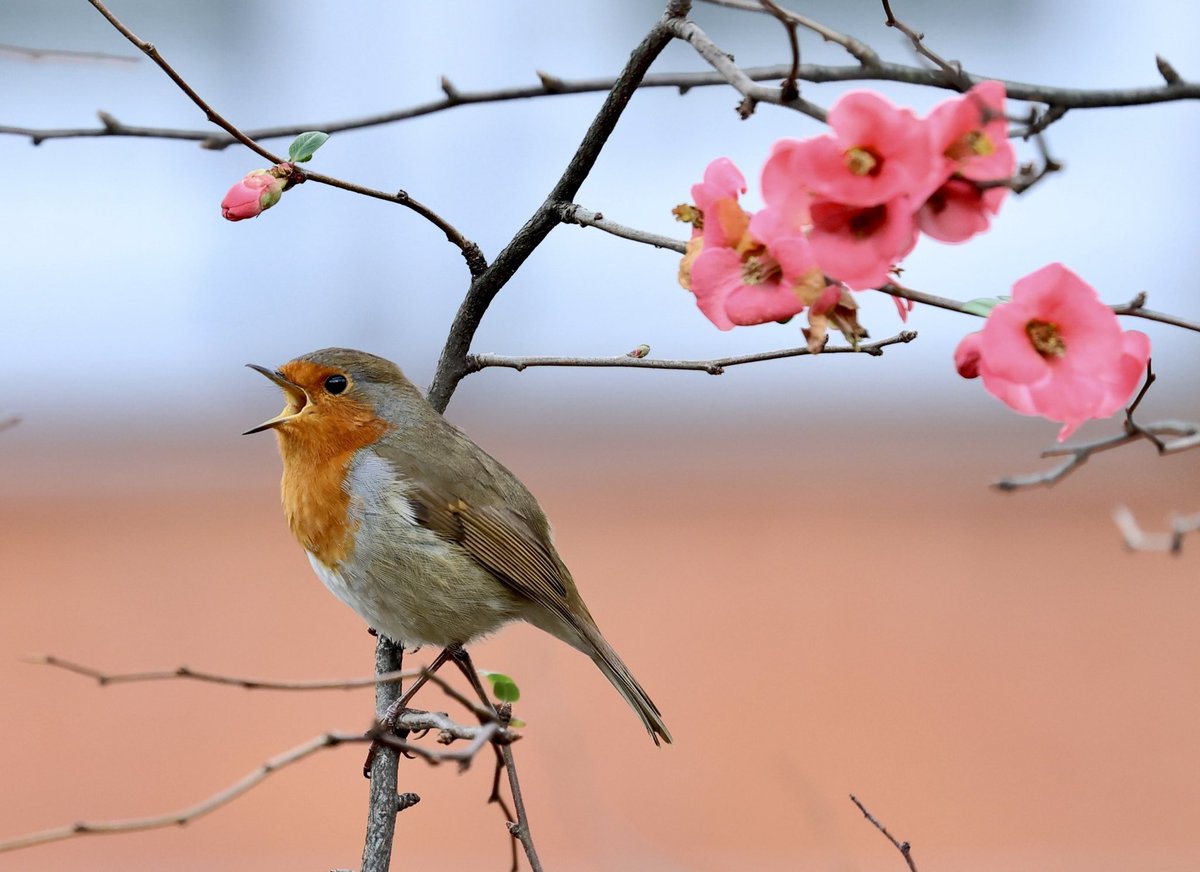 FrankRGardner's tweet photo. One to end the week on: Robin singing in London today https://t.co/79bUSluNxL