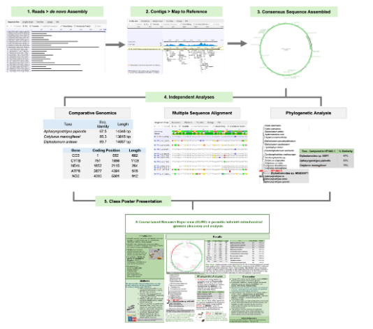 ASMicrobiology's tweet photo. Modern genetics increasingly relies on genomic data sets; teaching students how to work with these data sets is important. In #JMBE: an undergrad research experience designed for modern genetics and biodiversity courses uses a classroom benchtop sequencer: https://t.co/oqv2Jqp28n https://t.co/6b2x2PGLRK