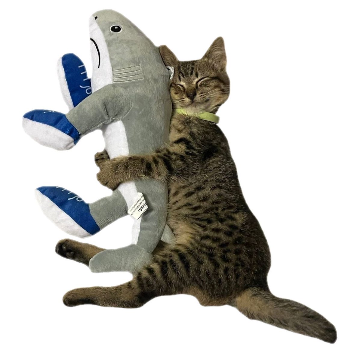 equine__dentist's tweet image. can i come over and do this with you