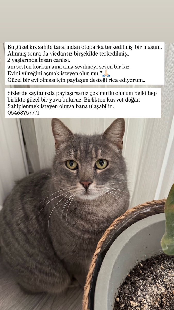 sudeverstapen33's tweet image. bu tweet keşfetine düşen kim varsa rt atarsa çok sevinirim 🙏🏻🫶🏻 #kedi #ankara #sahiplendirme #f1 #formula1 #f1tr #fenerbahce #besiktas #galatasaray