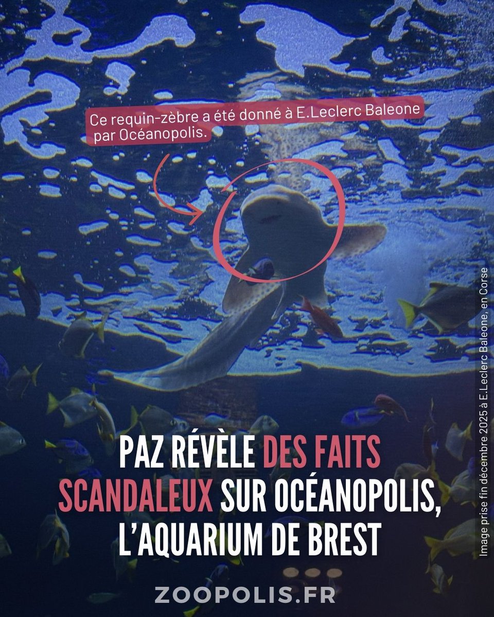 paz_zoopolis's tweet photo. 🔴@Oceanopolis_ : PAZ révèle des faits scandaleux sur l’aquarium de #Brest. L’aquarium, qui appartient à la métropole, a envoyé deux requins pour servir de décoration dans la galerie marchande du @Leclerc #Baleone. 🦈
⬇️⬇️ https://t.co/gM5C4wzTck