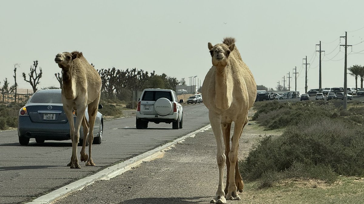 Hello 🐪