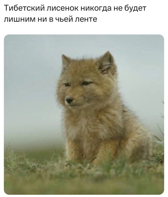 Gribanov's tweet photo. https://t.co/aSQIHno8a5