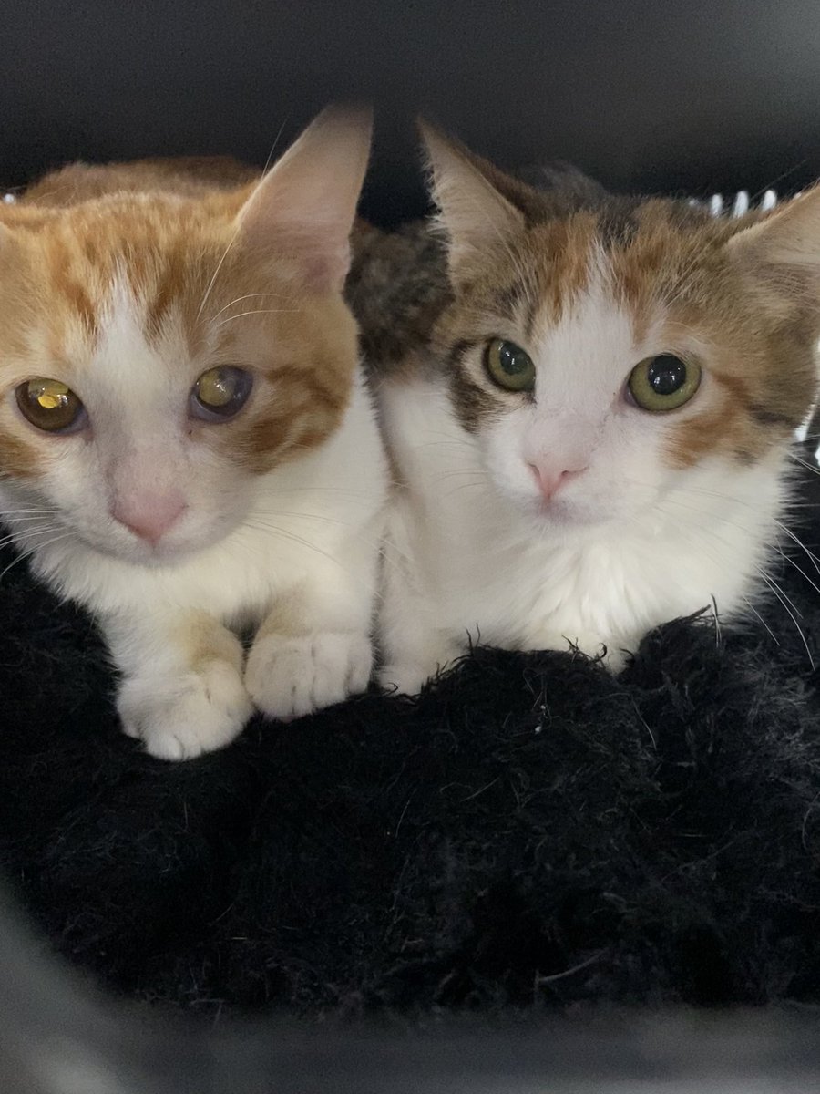 patigangs's tweet image. 🚨fip tedavisi icin destek tweeti🚨 
carsamba gunu cerrahpasaya gittik acilen ikisine de fip tedavisi baslamamiz gerektigini, her gecen saatin bile cok kiymetli oldugunu soyledi ve biz carsamba gunu fip tedavimize basladik iki kedi icin de. iki kedinin gunluk tedavi ucreti toplam…