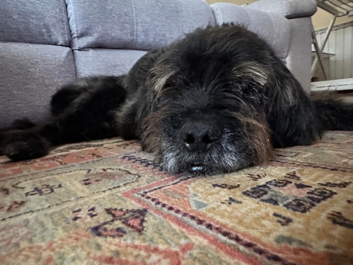 #BIZKAIA
#ROBE tiene 10 años y es #ciego. Ha sido  rescatado tras ser abandonado por su propietario en una residencia canina. Por fortuna ya ha encontrado acogida.

Más allá de su ceguera, es un perrito muy sano. 

Bueno, tranquilo, independiente. Convive con otro perrete sin