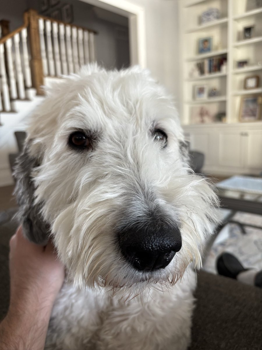 drpanman's tweet image. Scout is enjoying the kids being off school . #sheepadoodle