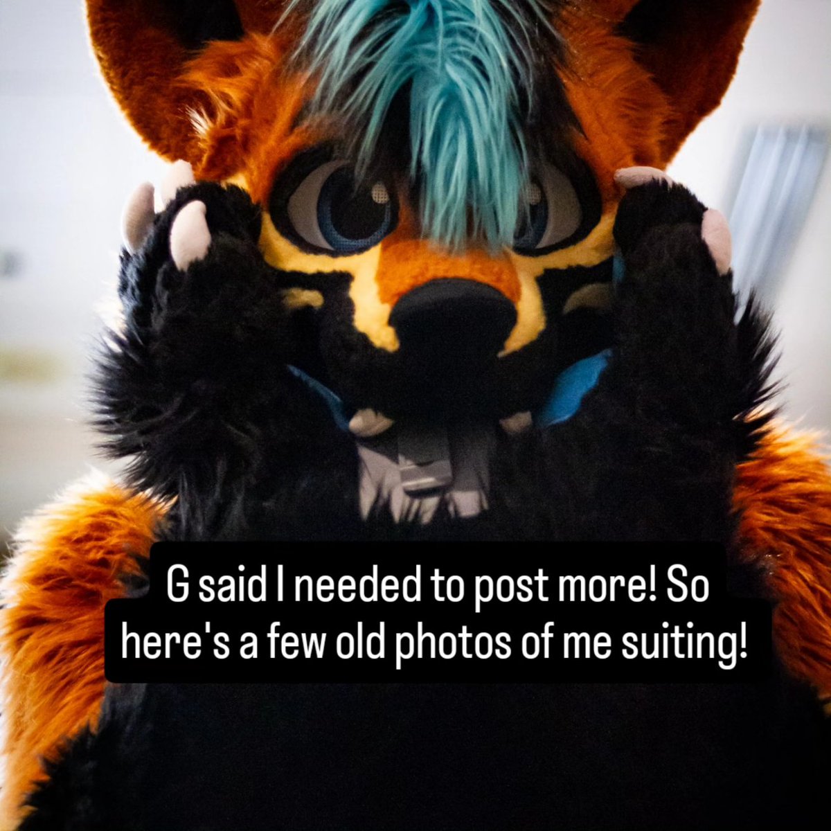 Nau Wusky 🔜 TFF tweet media