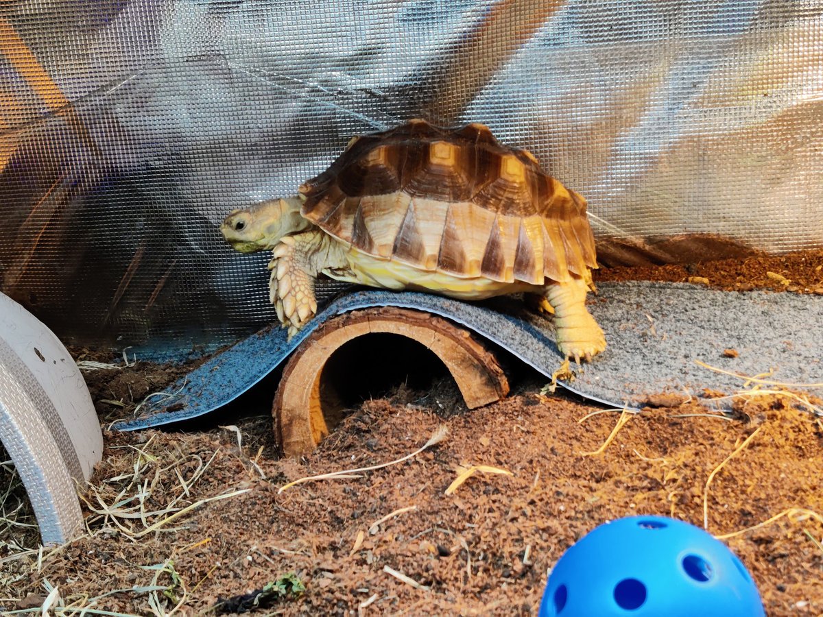 GrippGaming's tweet photo. @Matt_The_Last Turtles are the shit. We've had our sulcata tortoise for a little over a year and it's been great. https://t.co/Sx1pAUqY2I