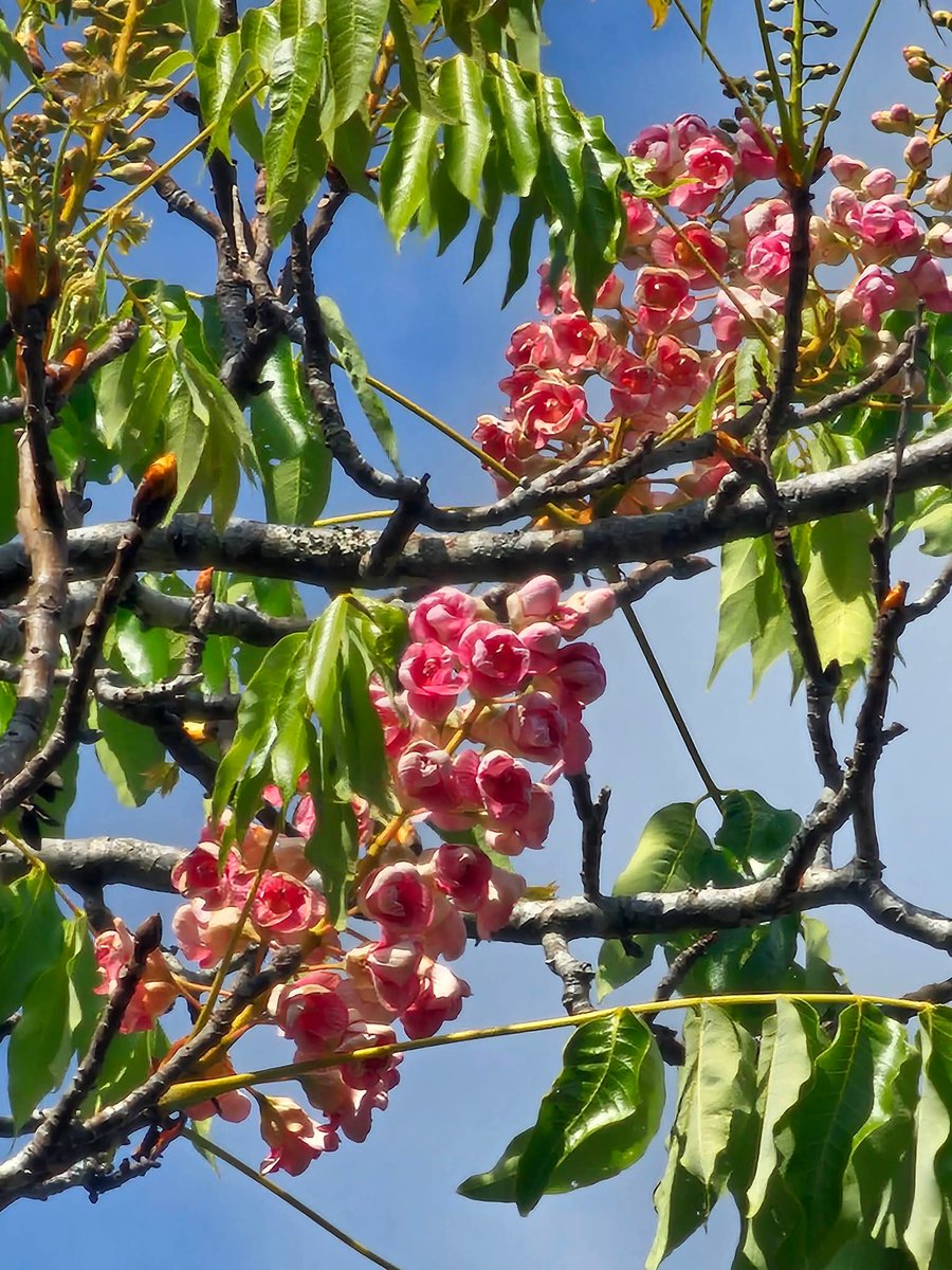 pr_prdnp's tweet image. หนึ่งเดียวในโลกบานแล้ว! 🌸✨ "ชมพูภูคา" อุทยานแห่งชาติดอยภูคา จ.น่าน เริ่มอวดโฉมรับต้นปี ตอนนี้บานแล้ว 12 ช่อ ใครมีแพลนไปน่านช่วงนี้เตรียมกล้องให้พร้อม ห้ามพลาด! 📸☁️
​#ชมพูภูคา #เที่ยวน่าน #อุทยานแห่งชาติดอยภูคา #ดอยภูคา