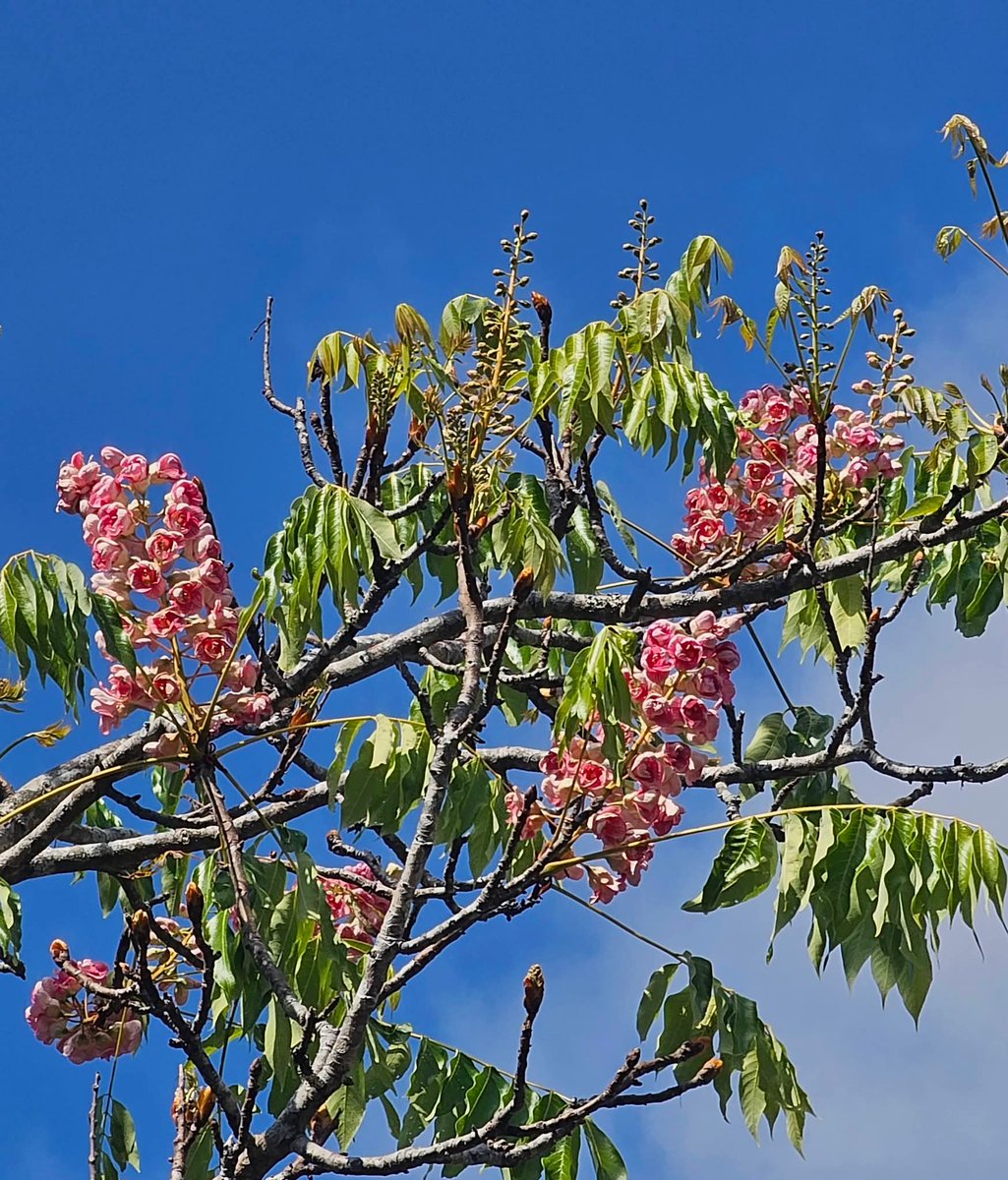 pr_prdnp's tweet image. หนึ่งเดียวในโลกบานแล้ว! 🌸✨ "ชมพูภูคา" อุทยานแห่งชาติดอยภูคา จ.น่าน เริ่มอวดโฉมรับต้นปี ตอนนี้บานแล้ว 12 ช่อ ใครมีแพลนไปน่านช่วงนี้เตรียมกล้องให้พร้อม ห้ามพลาด! 📸☁️
​#ชมพูภูคา #เที่ยวน่าน #อุทยานแห่งชาติดอยภูคา #ดอยภูคา