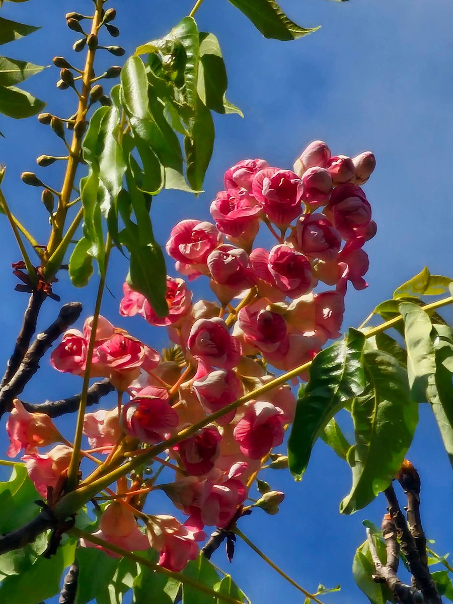 pr_prdnp's tweet image. หนึ่งเดียวในโลกบานแล้ว! 🌸✨ "ชมพูภูคา" อุทยานแห่งชาติดอยภูคา จ.น่าน เริ่มอวดโฉมรับต้นปี ตอนนี้บานแล้ว 12 ช่อ ใครมีแพลนไปน่านช่วงนี้เตรียมกล้องให้พร้อม ห้ามพลาด! 📸☁️
​#ชมพูภูคา #เที่ยวน่าน #อุทยานแห่งชาติดอยภูคา #ดอยภูคา