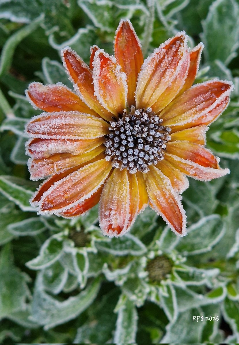 Aurelia_Eta's tweet image. 🌼❄️ Warme Farben eingefangen in einem frostigen Moment ❄️🌼

#flowersphotography #gardenlover #photographyisart #mygarden #blütenpixelrps