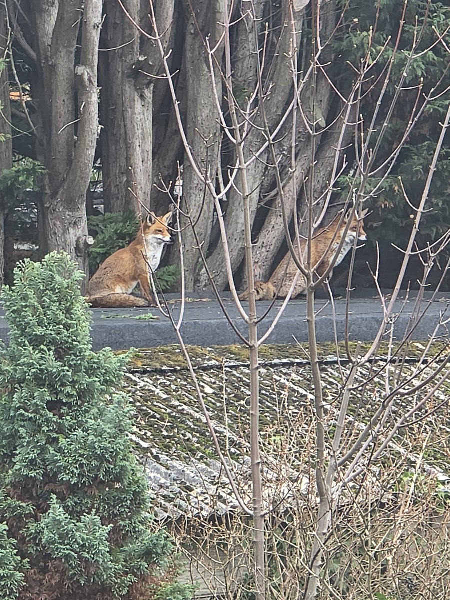 <a href="/BrCaliNaty/">Rê_Naty</a> <a href="/Eve1worshipper/">ôctō</a> I was a bit nosey with the foxes 😃
