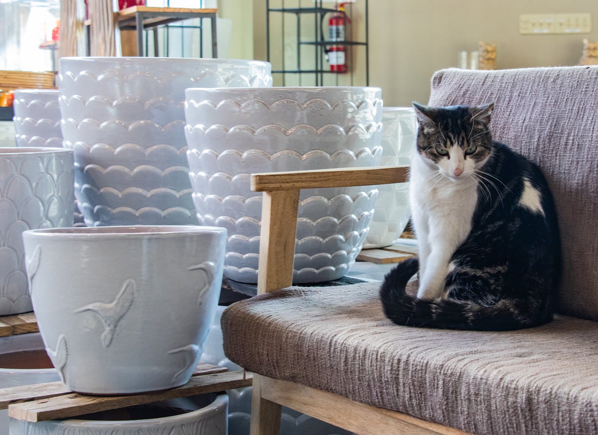 LanohaNurseries's tweet image. While you shop the Garden Center, Fab is busy staying warm and approving the newest pottery arrivals.  She has excellent taste.  Come see for yourself.
#NewPottery #PlantDecor #FabFriday #gardencenterfinds #homegrownheadquarters #shoplocal