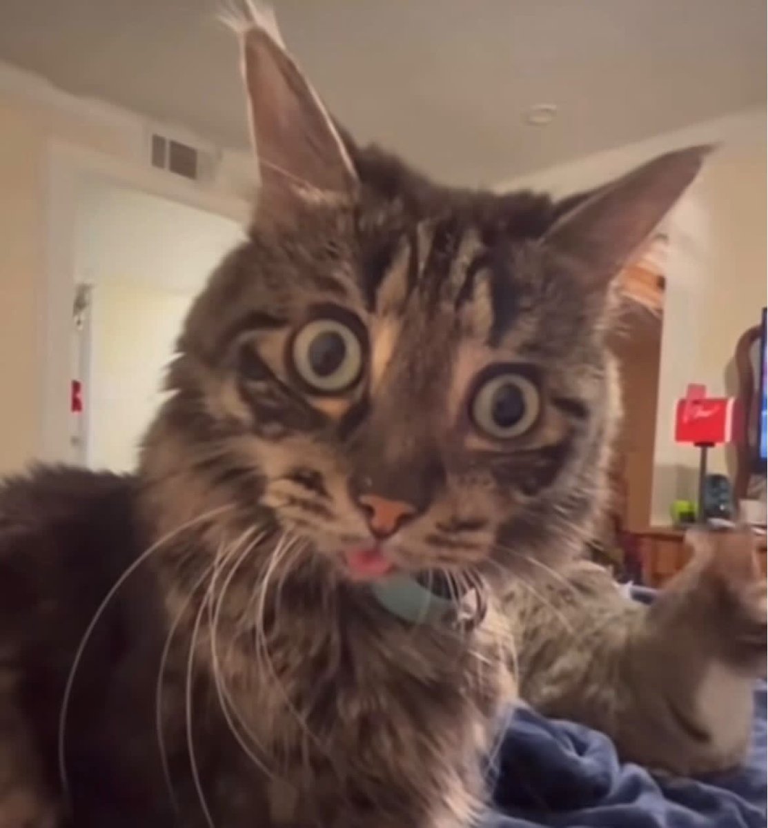 how i look at my gf when she says she wants to peg me