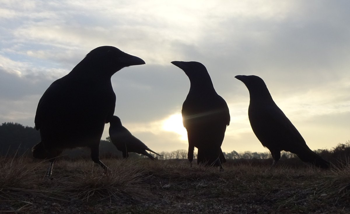 FlintBlackBird's tweet image. 👋
#goodnight 💤
#crows