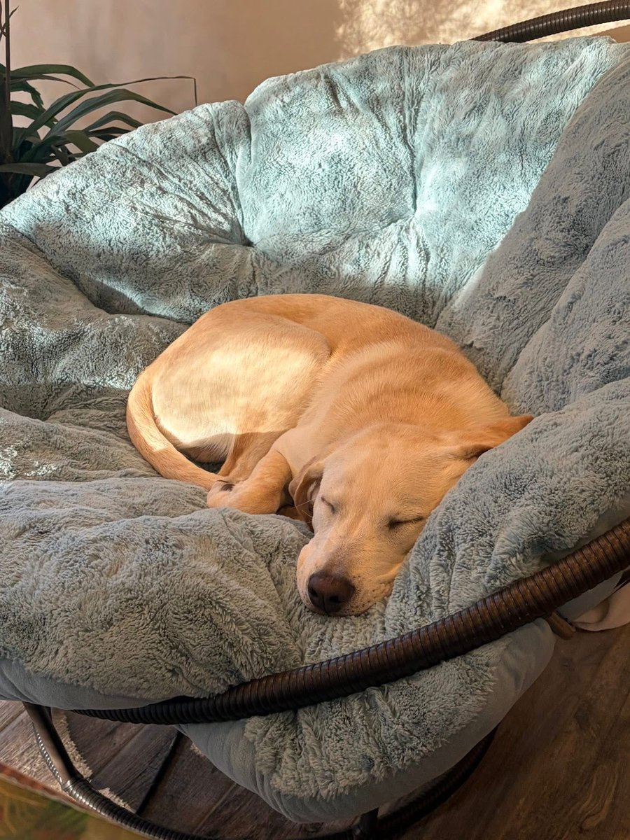 DougJoyce77's tweet image. Friday, January 23, 2026

If you’re looking for a new and different way to get back to your community, foster a dog🐾🐾💕!

Allow me to point out the importance of fostering a dog🐾🐾💕!

Fostering a dog🐾🐾💕 can bring happiness, responsibility, and for some a little mischief to…