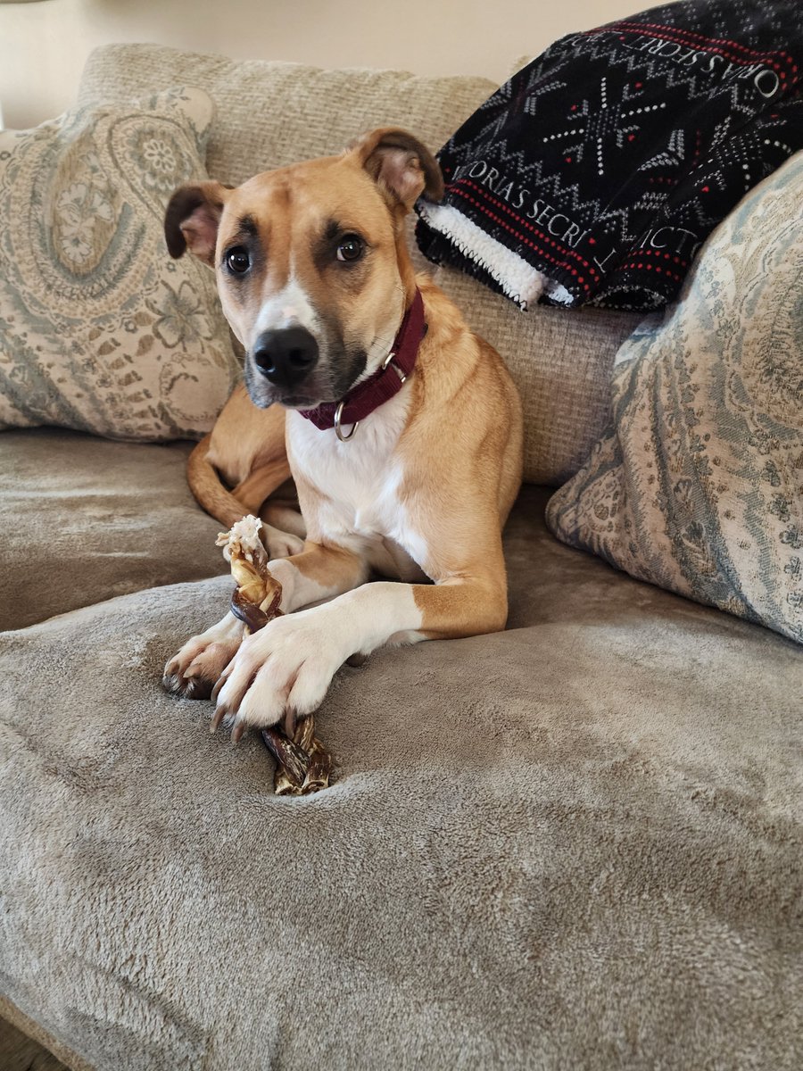 🚨LOST DOG🚨
Rosie is an altered, 1-3 yr. old, female dog that was last seen on Alpine &amp; Guilford in Rockford, IL on 1/22/2026. 
👉Please call Vanessa at (815) 520-2902 or (815) 543-5052 with any information.