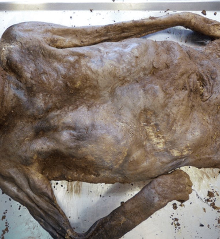 معاذ عيد - جنائيات tweet media