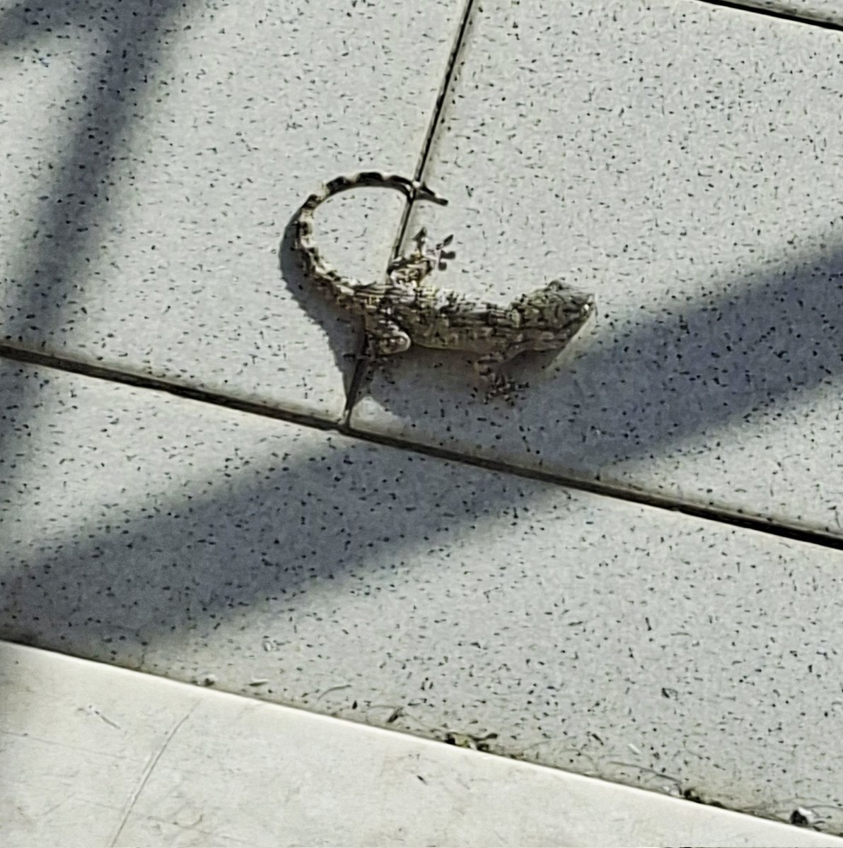 Lola_Stagnaro's tweet image. Rupert!!🦎🦎🦎❤️
#mascota #balcón #Arcevia #Marche #italia