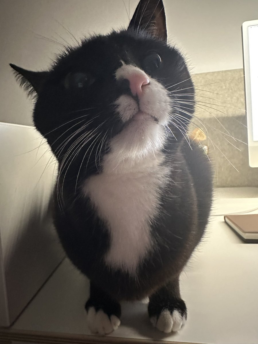 canele0101's tweet image. 빨리 침대에 누우래요
ㄴ이유: 다리 사이에 자리 잡아야 하니까