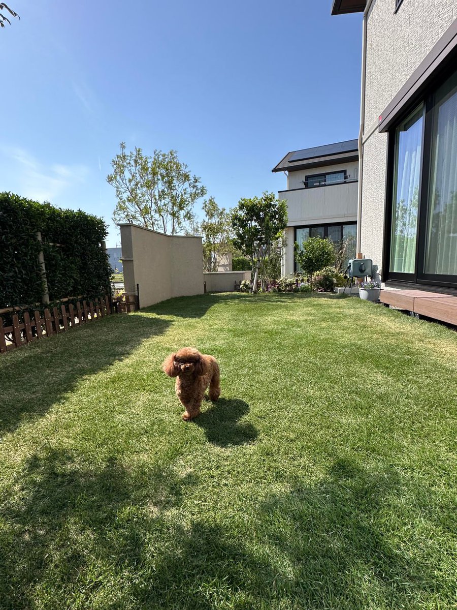 Just a fancy poodle living his best life in the garden today
