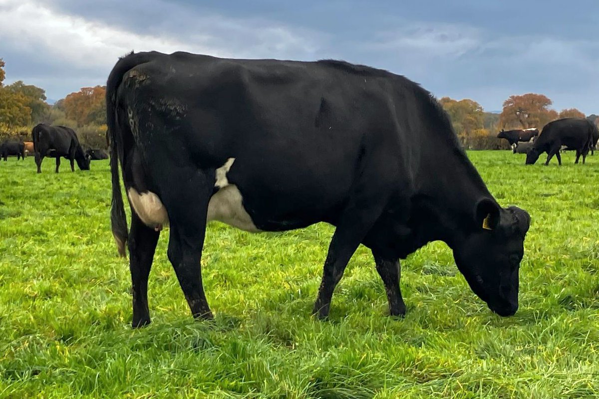 Grasstec Ltd tweet media