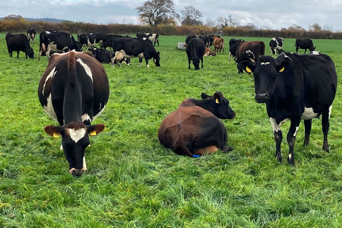 Grasstec Ltd tweet media