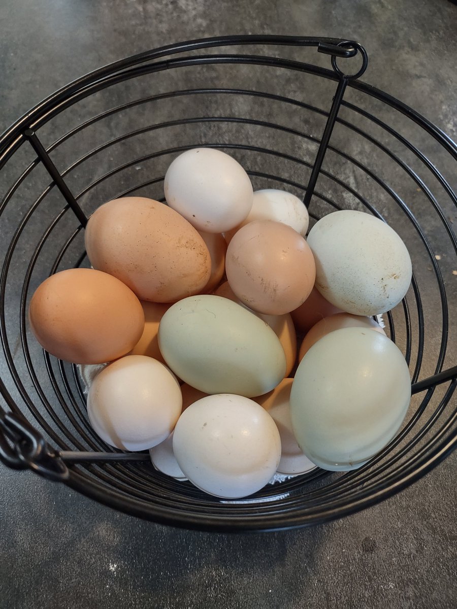 CornbreadRTR's tweet image. Good day on the eggs. Morning haul (15) may get 1or2 more this afternoon. 👍🏻
