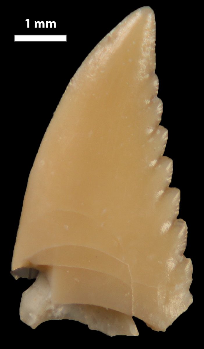 Adam Marsh tweet media